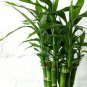 10 Pcs Rainbow Lucky Bamboo Bonsai Small Potted Plants Purify Dracaena Plantas