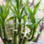 10 Pcs Rainbow Lucky Bamboo Bonsai Small Potted Plants Purify Dracaena Plantas