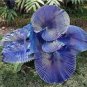 10 Pcs Purple Travelers Palm Flores Bonsai