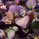 100 Pcs Bonsai Plants Garden Rare Plants Red Shiso Frutescens Purple Perilla Plantas 100 Pcs Bonsai Plants Garden Rare Plants Red Shiso Frutescens Purple Perilla Plantas