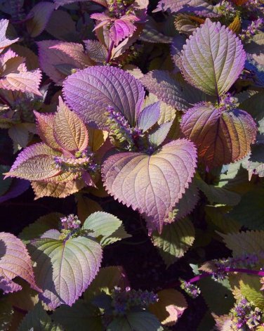 100 Pcs Bonsai Plants Garden Rare Plants Red Shiso Frutescens Purple Perilla Plantas