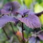 100 Pcs Bonsai Plants Garden Rare Plants Red Shiso Frutescens Purple Perilla Plantas