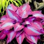150 Pcs Beautiful Hosta Bonsai, Perennials Lily Flower Shade Hosta Flower Grass Bonsai