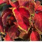 150 Pcs Beautiful Hosta Bonsai, Perennials Lily Flower Shade Hosta Flower Grass Bonsai