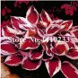 150 Pcs Beautiful Hosta Bonsai, Perennials Lily Flower Shade Hosta Flower Grass Bonsai