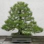 50 Pcs Black Pine Tree Bonsai Potted Landscape Japanese Five Needle Pine Bonsai