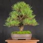 50 Pcs Black Pine Tree Bonsai Potted Landscape Japanese Five Needle Pine Bonsai