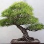 50 Pcs Black Pine Tree Bonsai Potted Landscape Japanese Five Needle Pine Bonsai