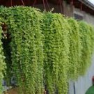 100 Pcs Dichondra Bonsai Emerald Falls Multi Leafed Grass Bonsai Green Perennial Plant