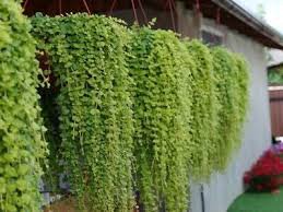 100 Pcs Dichondra Bonsai Emerald Falls Multi Leafed Grass Bonsai Green Perennial Plant