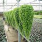 100 Pcs Dichondra Bonsai Emerald Falls Multi Leafed Grass Bonsai Green Perennial Plant