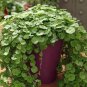 100 Pcs Dichondra Bonsai Emerald Falls Multi Leafed Grass Bonsai Green Perennial Plant
