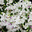 100 Pcs Lobelia Bonsai Rare Indoor Flower in Bonsai Chlorophytum Flower Bonsai