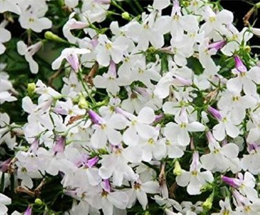100 Pcs Lobelia Bonsai Rare Indoor Flower in Bonsai Chlorophytum Flower Bonsai
