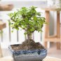 100 Pcs Lobelia Bonsai Rare Indoor Flower in Bonsai Chlorophytum Flower Bonsai