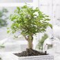 100 Pcs Lobelia Bonsai Rare Indoor Flower in Bonsai Chlorophytum Flower Bonsai