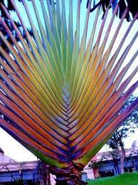 10 Pcs Rainbow Japanese Bottle Palm Bonsai Tree Exotic Plants Tropical Ornamental Balcony