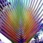 10 Pcs Rainbow Japanese Bottle Palm Bonsai Tree Exotic Plants Tropical Ornamental Balcony