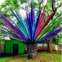 10 Pcs Rainbow Japanese Bottle Palm Bonsai Tree Exotic Plants Tropical Ornamental Balcony