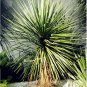 10 Pcs Rainbow Japanese Bottle Palm Bonsai Tree Exotic Plants Tropical Ornamental Balcony
