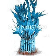 50 Pcs Blue Lucky Bamboo Bonsai Anti Radiation Absorb dust Tree Plants Indoor Plantss