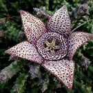 120 Pcs Bonsai Plants Stapelia Pulchella Plant Perennial Flower Bonsai