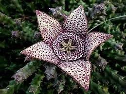 120 Pcs Bonsai Plants Stapelia Pulchella Plant Perennial Flower Bonsai