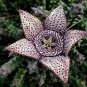 120 Pcs Bonsai Plants Stapelia Pulchella Plant Perennial Flower Bonsai