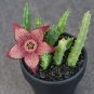 120 Pcs Bonsai Plants Stapelia Pulchella Plant Perennial Flower Bonsai