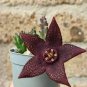 120 Pcs Bonsai Plants Stapelia Pulchella Plant Perennial Flower Bonsai