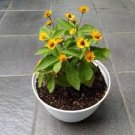 100 Pcs Different Flower Plant Bonsai Seedss