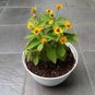 100 Pcs Different Flower Plant Bonsai Seedss