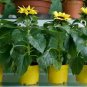 100 Pcs Different Flower Plant Bonsai Seedss