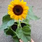 100 Pcs Different Flower Plant Bonsai Seedss