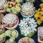 100 Pcs 24 Kinds Different Flower Plant Bonsai Seedss Indoor Potted Seedsplants Exotic Suculenta