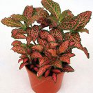 100 Pcs Fittonia verschaffeltii Bonsai Mini Easy Planting Balcony Fun Indoor Flower Pots Plantas
