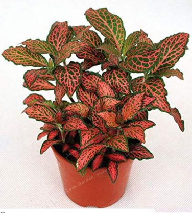 100 Pcs Fittonia verschaffeltii Bonsai Mini Easy Planting Balcony Fun Indoor Flower Pots Plantas