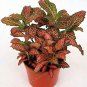 100 Pcs Fittonia verschaffeltii Bonsai Mini Easy Planting Balcony Fun Indoor Flower Pots Plantas