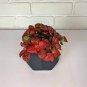 100 Pcs Fittonia verschaffeltii Bonsai Mini Easy Planting Balcony Fun Indoor Flower Pots Plantas
