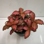 100 Pcs Fittonia verschaffeltii Bonsai Mini Easy Planting Balcony Fun Indoor Flower Pots Plantas