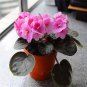 100 Pcs Mini Violet Beautiful Bonsai Flower