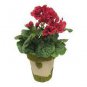 100 Pcs Mini Violet Beautiful Bonsai Flower