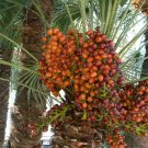 10 Pcs Rare Medjool Date Sweet Organic Fruit Natural Date Palm Tree Bonsai 10 Pcs Rare Medjool Date Sweet Organic Fruit Natural Date Palm Tree Bonsai