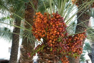10 Pcs Rare Medjool Date Sweet Organic Fruit Natural Date Palm Tree Bonsai