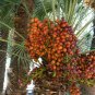 10 Pcs Rare Medjool Date Sweet Organic Fruit Natural Date Palm Tree Bonsai