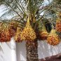 10 Pcs Rare Medjool Date Sweet Organic Fruit Natural Date Palm Tree Bonsai