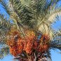 10 Pcs Rare Medjool Date Sweet Organic Fruit Natural Date Palm Tree Bonsai