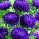 100 Pcs Chinese Aster Bonsai, Strong Ability to reproduce