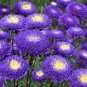 100 Pcs Chinese Aster Bonsai, Strong Ability to reproduce