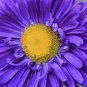 100 Pcs Chinese Aster Bonsai, Strong Ability to reproduce
